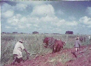 agricultural college working the land 1958
